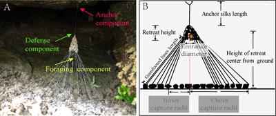 Economic web-building behavior and behavioral investment trade-offs in a cobweb spider